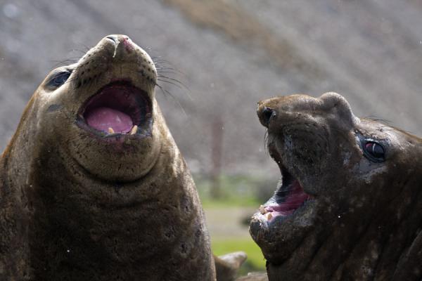 Shouting seals Blank Meme Template