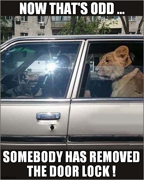 What's Wrong With This Picture ? |  NOW THAT'S ODD ... SOMEBODY HAS REMOVED
THE DOOR LOCK ! | image tagged in fun,strange,image,lioness | made w/ Imgflip meme maker