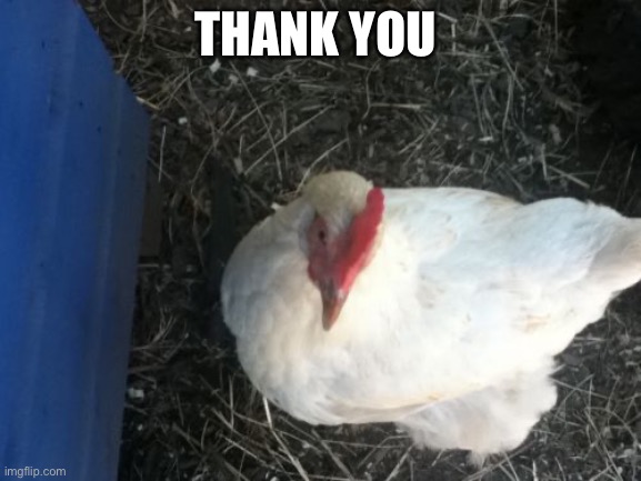 Angry Chicken Boss Meme | THANK YOU | image tagged in memes,angry chicken boss | made w/ Imgflip meme maker