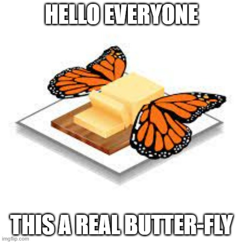 butter-fly | HELLO EVERYONE; THIS A REAL BUTTER-FLY | image tagged in butterfly | made w/ Imgflip meme maker