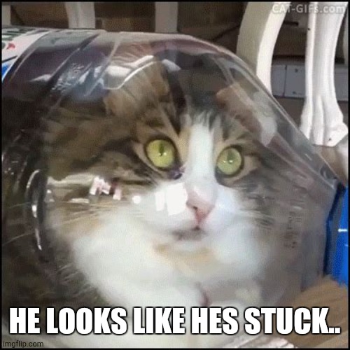 Cat in bottle | HE LOOKS LIKE HES STUCK.. | image tagged in cat in bottle | made w/ Imgflip meme maker