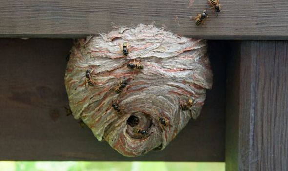 Wasp's Nest Blank Meme Template