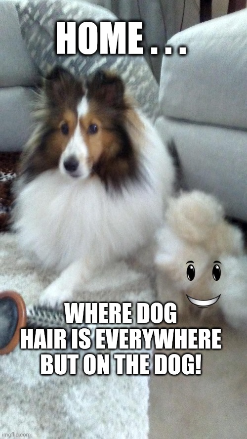 Home with dog hair |  HOME . . . WHERE DOG HAIR IS EVERYWHERE BUT ON THE DOG! | image tagged in sheltie,hair,home | made w/ Imgflip meme maker