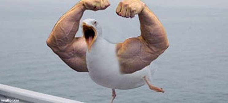 strong bird | image tagged in strong bird | made w/ Imgflip meme maker