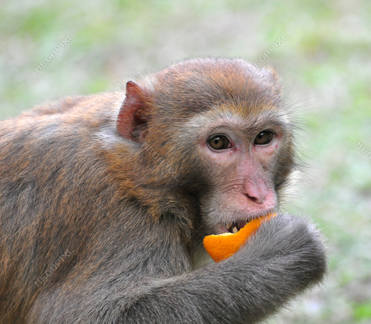 High Quality monke eat Blank Meme Template