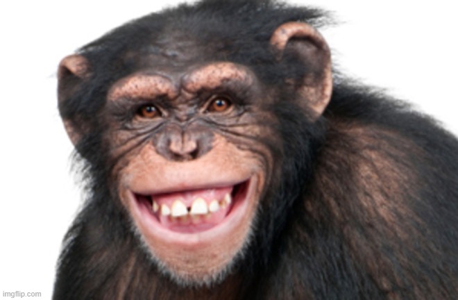 monke | image tagged in monke | made w/ Imgflip meme maker