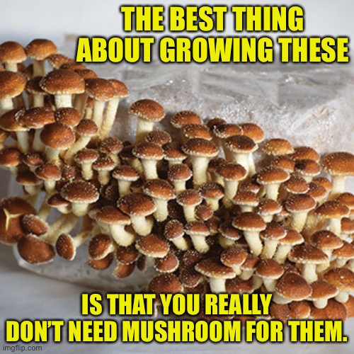 Rooms | THE BEST THING ABOUT GROWING THESE; IS THAT YOU REALLY DON’T NEED MUSHROOM FOR THEM. | image tagged in bad pun | made w/ Imgflip meme maker