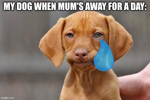 sad. | MY DOG WHEN MUM'S AWAY FOR A DAY: | image tagged in dissapointed puppy | made w/ Imgflip meme maker