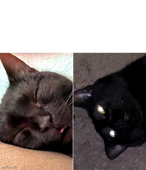 Cat Sleep Cat Awake | image tagged in sarlah,sarlahthecat,sarlahkitty,vanillabizcotti | made w/ Imgflip meme maker