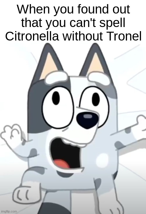 Funny because Valentina | When you found out that you can't spell Citronella without Tronel | image tagged in crazy muffin bluey,funny,forza valentina tronel,french,singer | made w/ Imgflip meme maker