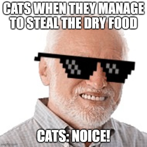 Tasty Dry Food | CATS WHEN THEY MANAGE TO STEAL THE DRY FOOD; CATS: NOICE! | image tagged in swag harold,dry,food,tasty | made w/ Imgflip meme maker