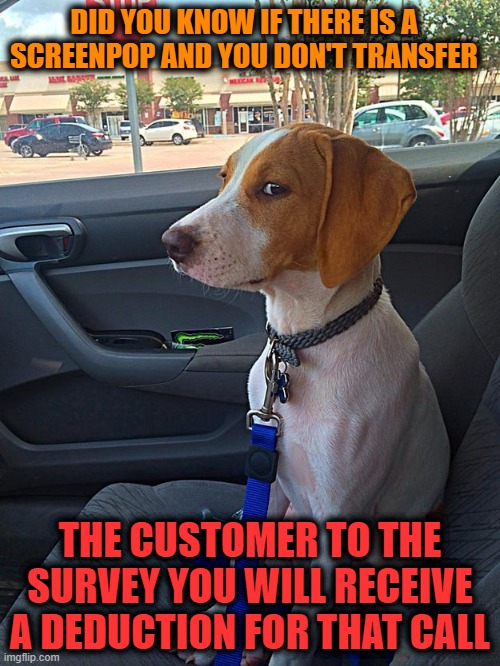 Suspicious Dog | DID YOU KNOW IF THERE IS A SCREENPOP AND YOU DON'T TRANSFER; THE CUSTOMER TO THE SURVEY YOU WILL RECEIVE A DEDUCTION FOR THAT CALL | image tagged in suspicious dog | made w/ Imgflip meme maker