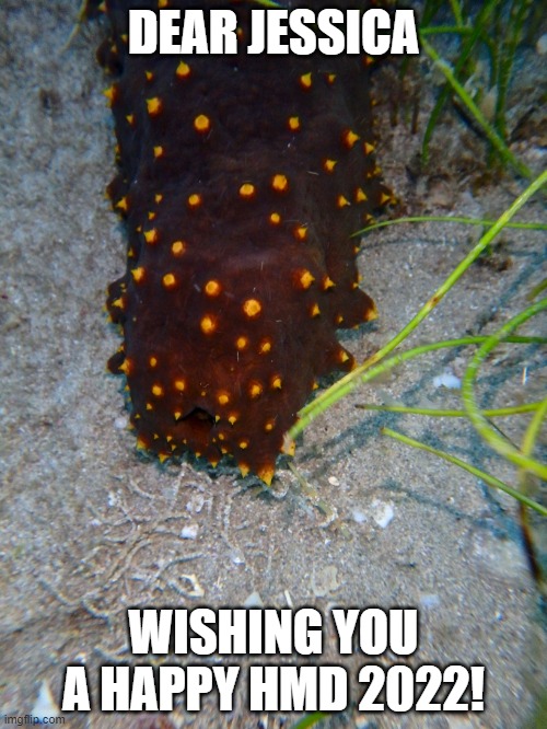 HMD | DEAR JESSICA; WISHING YOU A HAPPY HMD 2022! | image tagged in sea cucumber | made w/ Imgflip meme maker