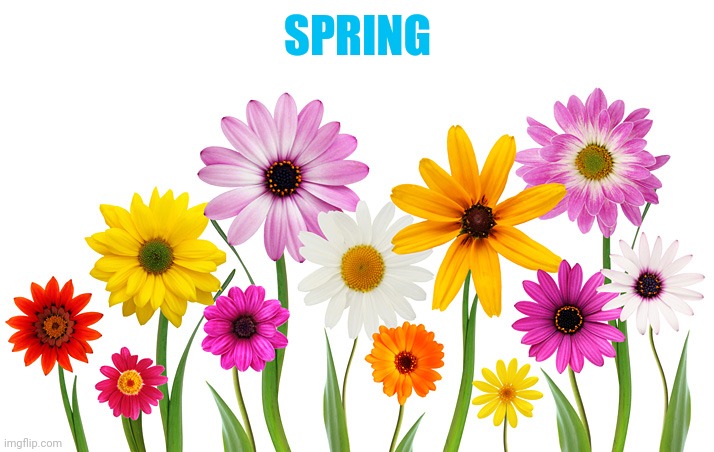 Spring Flowers | SPRING | image tagged in spring flowers | made w/ Imgflip meme maker
