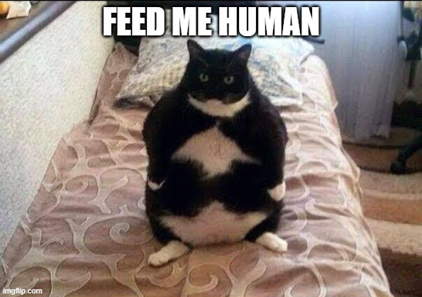 Chonki Babbie Hungy | FEED ME HUMAN | image tagged in chonki babbie hungy | made w/ Imgflip meme maker