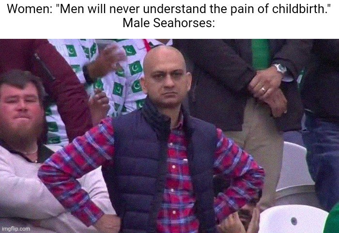 The males give birth |  Women: "Men will never understand the pain of childbirth."
Male Seahorses: | image tagged in angry pakistani fan,seahawks,children | made w/ Imgflip meme maker