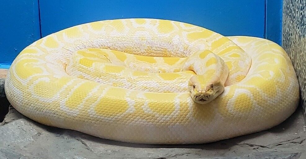 High Quality Yellow snake Blank Meme Template