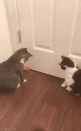 kittens playing gif