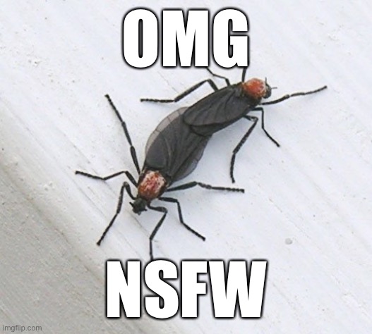 OMG; NSFW | made w/ Imgflip meme maker
