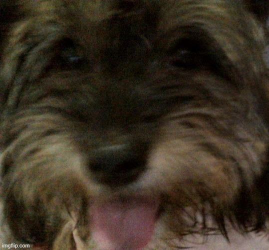 random picture of my dog | made w/ Imgflip meme maker