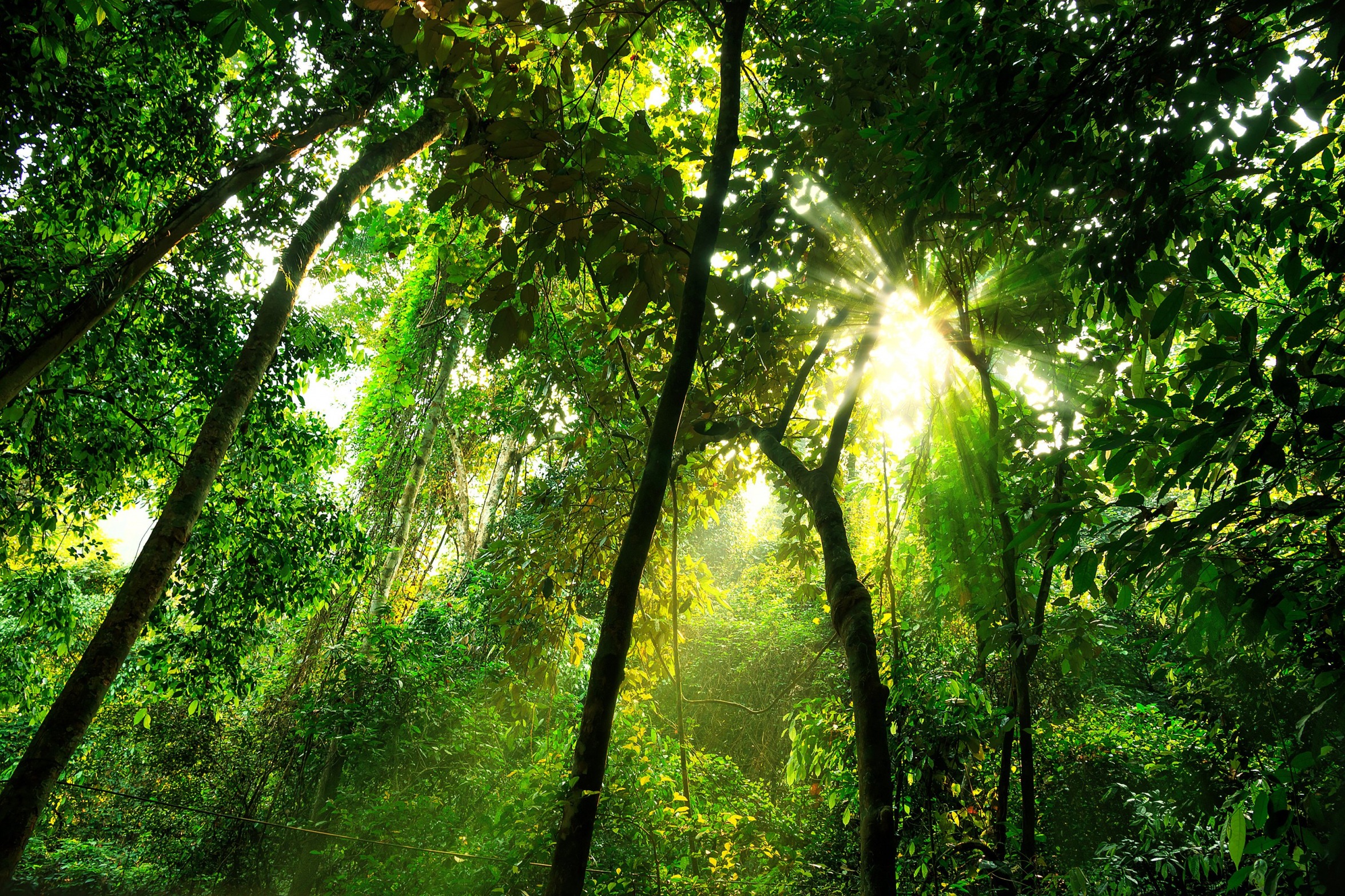 High Quality Rainforest Canopy Blank Meme Template