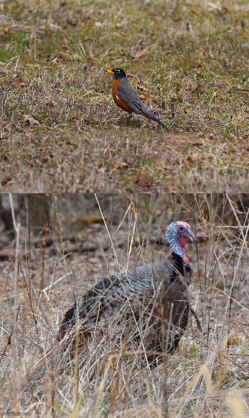 Spring has sprung | image tagged in first robin,wild turkey,by kewlew | made w/ Imgflip meme maker