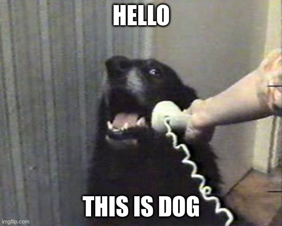 Hello this is dog | HELLO; THIS IS DOG | image tagged in hello this is dog,bored,eeee | made w/ Imgflip meme maker