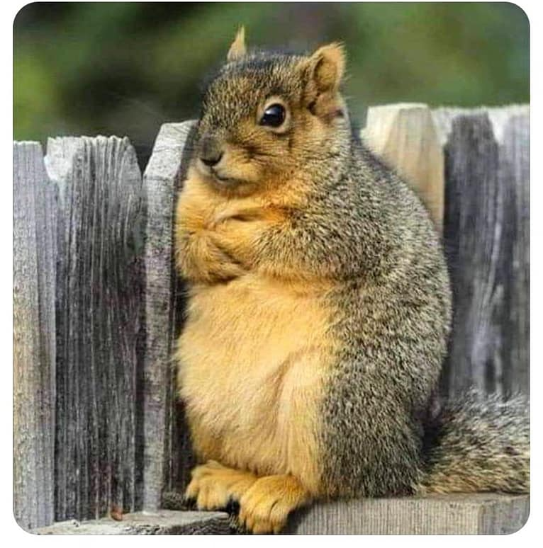High Quality ANNOYED SQUIRREL Blank Meme Template