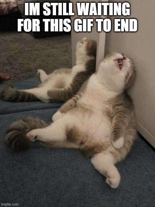 tired cat | IM STILL WAITING FOR THIS GIF TO END | image tagged in tired cat | made w/ Imgflip meme maker