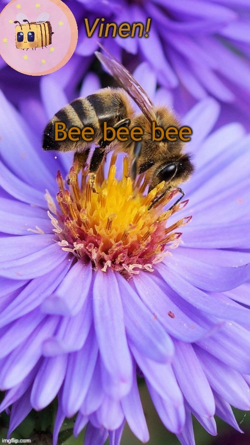 Beeess | Bee bee bee | image tagged in beeess | made w/ Imgflip meme maker