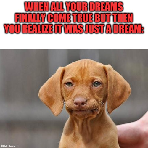 Dissapointed puppy | WHEN ALL YOUR DREAMS FINALLY COME TRUE BUT THEN YOU REALIZE IT WAS JUST A DREAM: | image tagged in dissapointed puppy,memes,funny,dreams | made w/ Imgflip meme maker