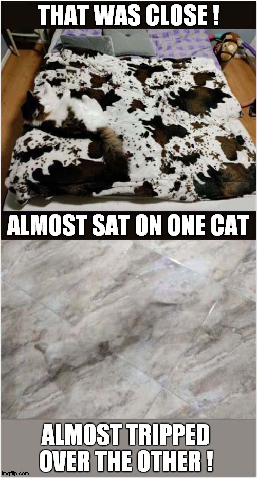 Camouflaged Cats ! | THAT WAS CLOSE ! ALMOST SAT ON ONE CAT; ALMOST TRIPPED OVER THE OTHER ! | image tagged in cats,camouflage,tripping | made w/ Imgflip meme maker
