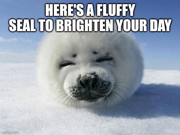 Seal Of Approval | HERE'S A FLUFFY SEAL TO BRIGHTEN YOUR DAY | image tagged in seal of approval | made w/ Imgflip meme maker