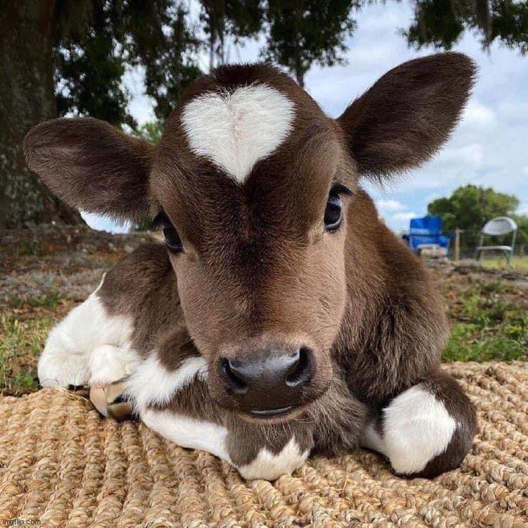 Cow loves you | image tagged in awesome | made w/ Imgflip meme maker