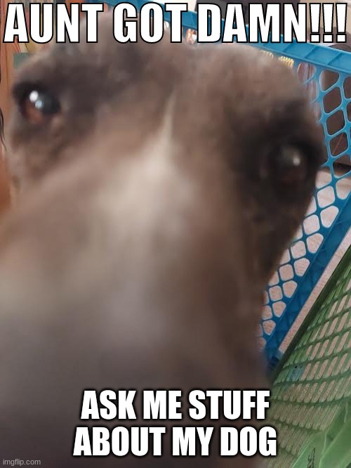 AUNT GOT DAMN!!! | ASK ME STUFF ABOUT MY DOG | image tagged in aunt got damn | made w/ Imgflip meme maker