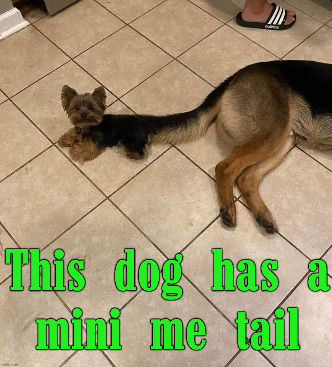 This dog has a
mini me tail | image tagged in dogs | made w/ Imgflip meme maker