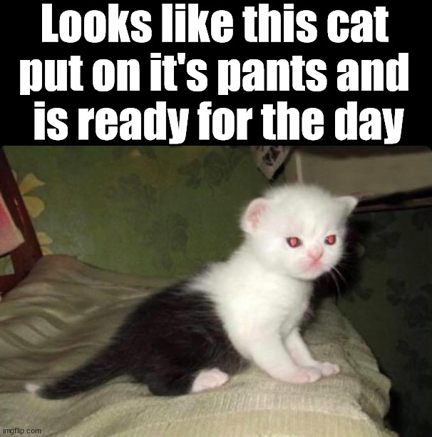 Looks like this cat 
put on it's pants and 
is ready for the day | image tagged in cats | made w/ Imgflip meme maker