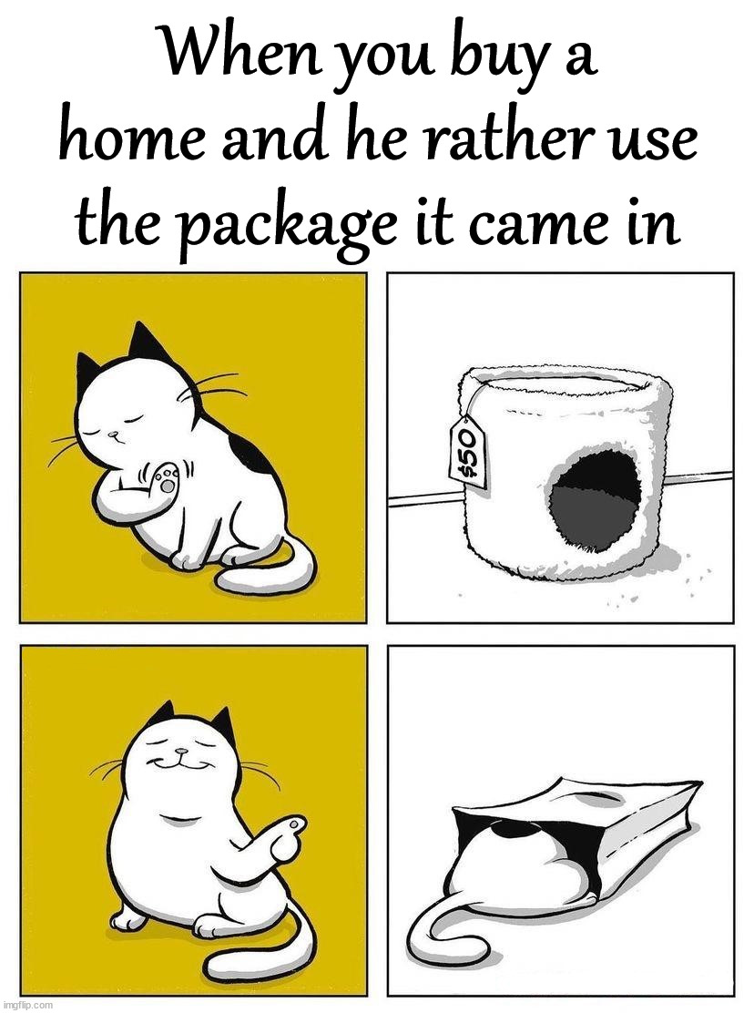 When you buy a home and he rather use the package it came in | image tagged in cats | made w/ Imgflip meme maker