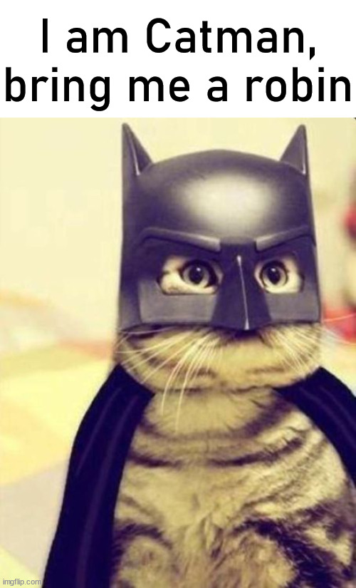 I am Catman, bring me a robin | image tagged in cats | made w/ Imgflip meme maker