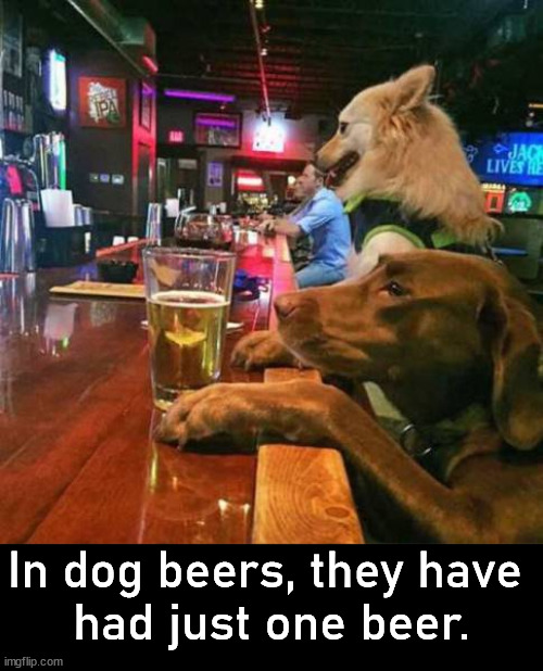 In dog beers, they have 
had just one beer. | image tagged in dogs | made w/ Imgflip meme maker