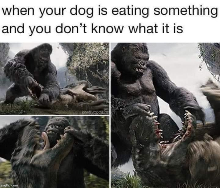 image tagged in dogs | made w/ Imgflip meme maker