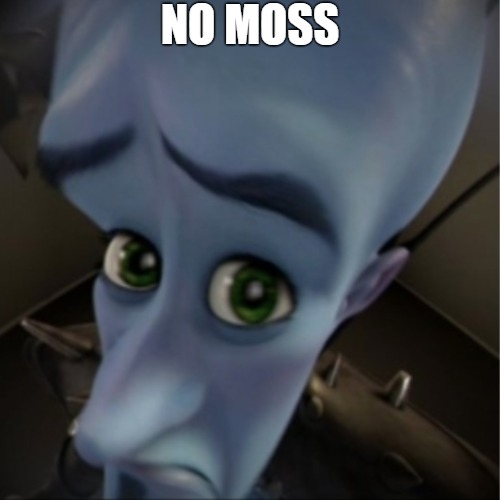 you tell me | NO MOSS | image tagged in megamind peeking,megamind | made w/ Imgflip meme maker