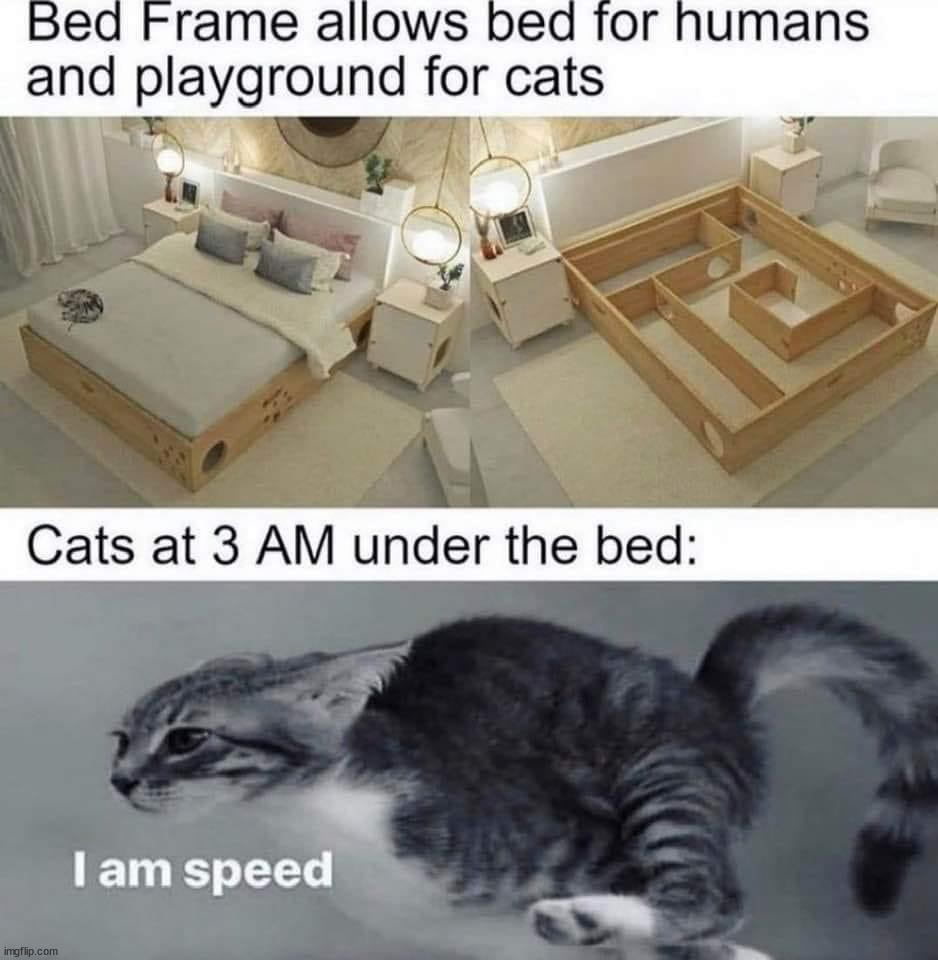 image tagged in cats,i am speed | made w/ Imgflip meme maker