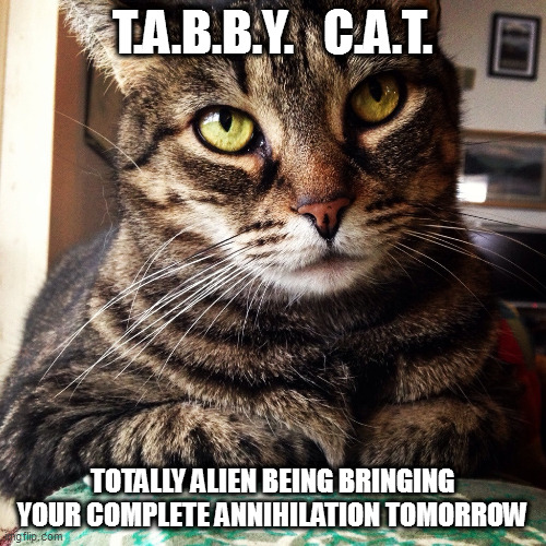 Tabby catastrophe |  T.A.B.B.Y.   C.A.T. TOTALLY ALIEN BEING BRINGING YOUR COMPLETE ANNIHILATION TOMORROW | image tagged in tabby cat,meow | made w/ Imgflip meme maker
