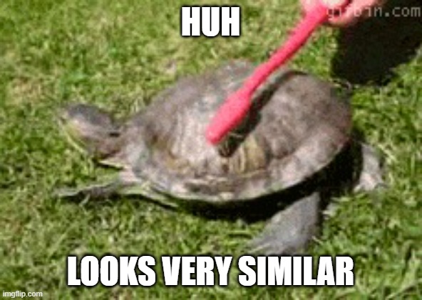 dancing turtle | HUH LOOKS VERY SIMILAR | image tagged in dancing turtle | made w/ Imgflip meme maker