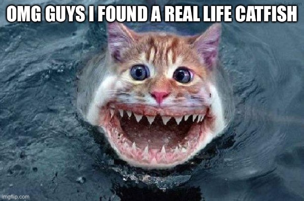 Catfish | OMG GUYS I FOUND A REAL LIFE CATFISH | image tagged in catfish | made w/ Imgflip meme maker