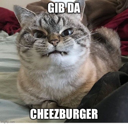 Image tagged in hangry cat - Imgflip