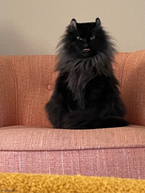 Homebody Cat | image tagged in grumpy cat | made w/ Imgflip meme maker