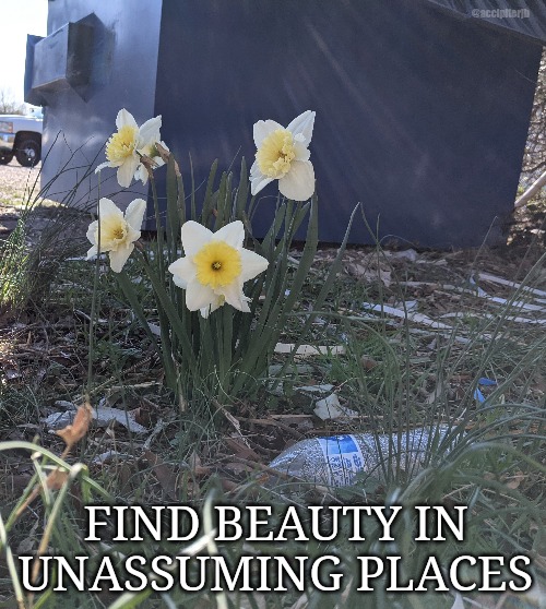 Beauty Everywhere | @accipiterjb; FIND BEAUTY IN UNASSUMING PLACES | image tagged in flowers,dumpster,beautiful,beauty,inspirational,inspirational memes | made w/ Imgflip meme maker