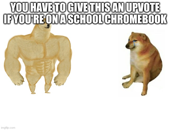 I know you are | YOU HAVE TO GIVE THIS AN UPVOTE IF YOU'RE ON A SCHOOL CHROMEBOOK | image tagged in memes,buff doge vs cheems | made w/ Imgflip meme maker